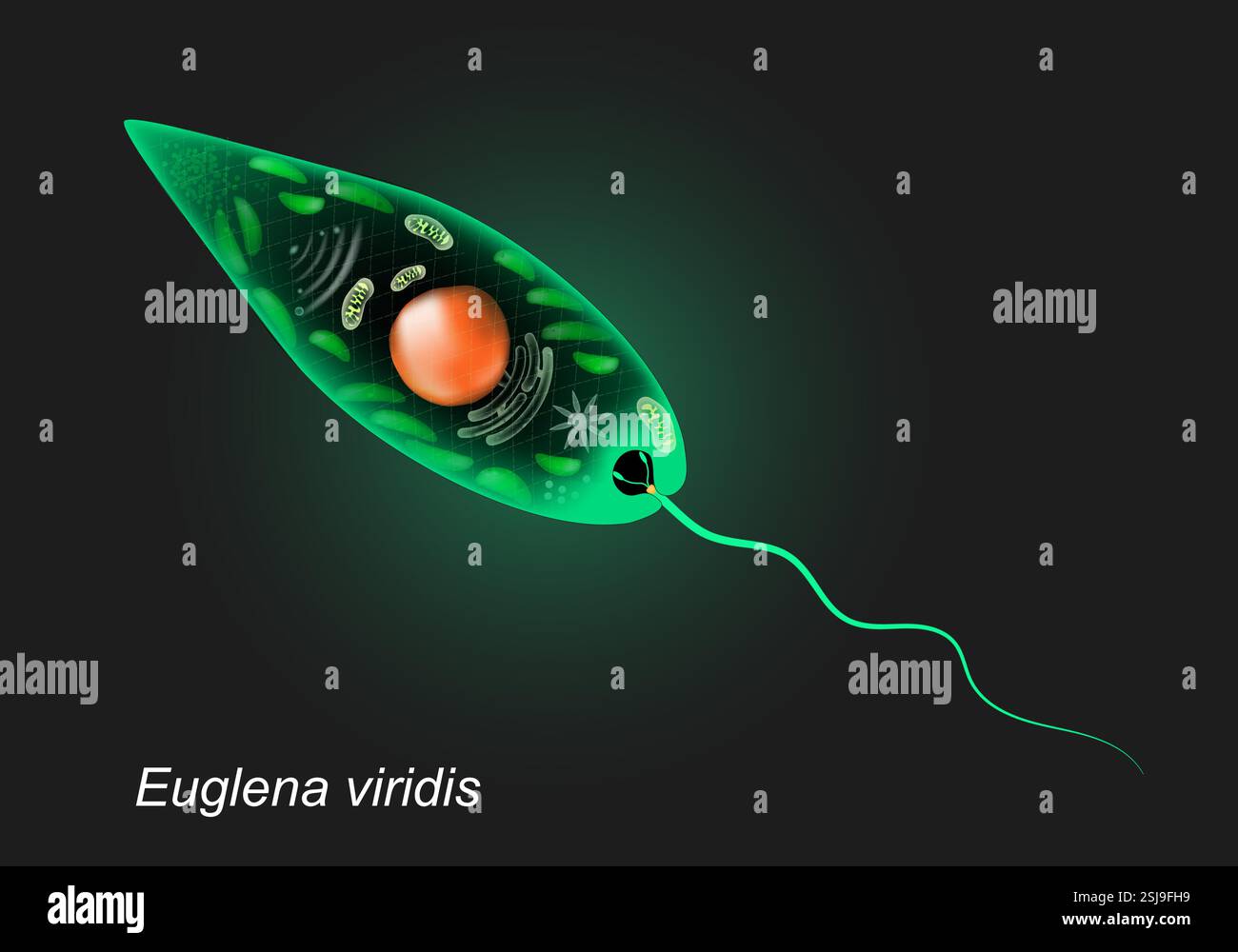 Euglena viridis. Nahaufnahme des Einzellorganismus auf dunklem Hintergrund. Protozoenanatomie. Realistische Vektordarstellung Stock Vektor