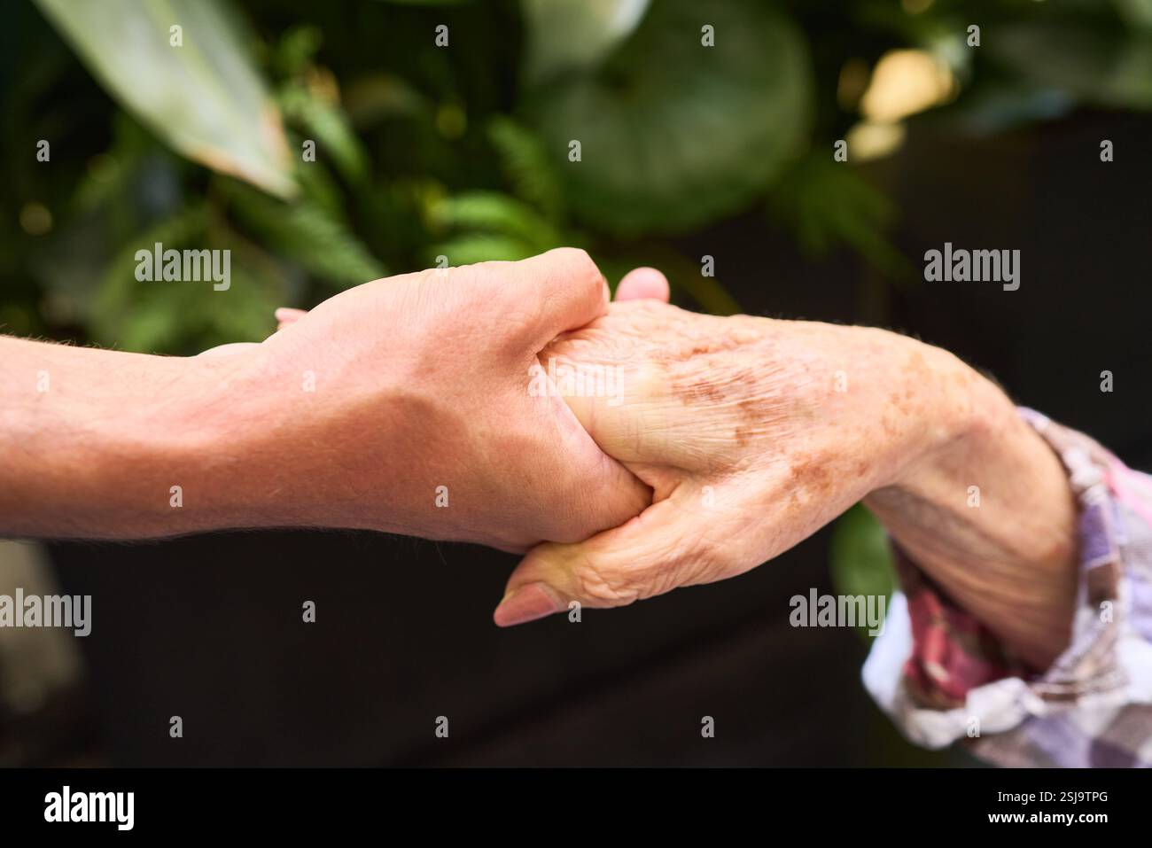 Eine Nahaufnahme einer jüngeren Hand, die eine ältere Hand vor einem natürlichen Hintergrund stützt und damit Fürsorge, Mitgefühl und menschliche Verbundenheit symbolisiert. Diese im Stockfoto
