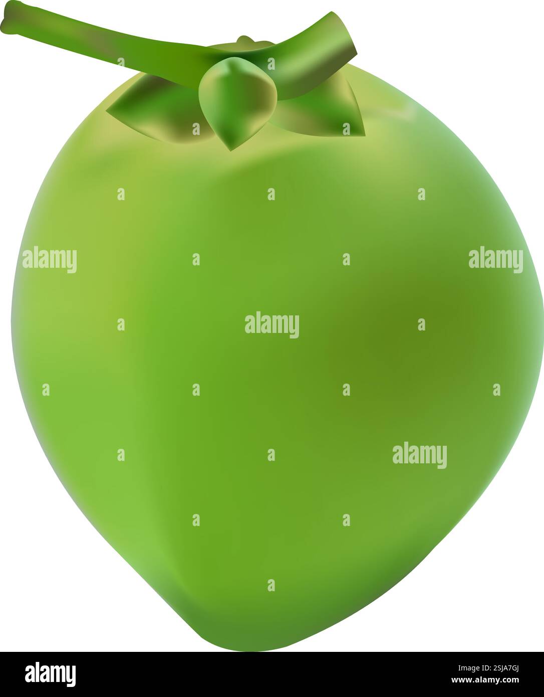 Frucht-Illustration von grüner Kokosnuss oder (Cocos nucifera) Zeichentrickfilm Aquarellillustration auf weißem Hintergrund Stock Vektor