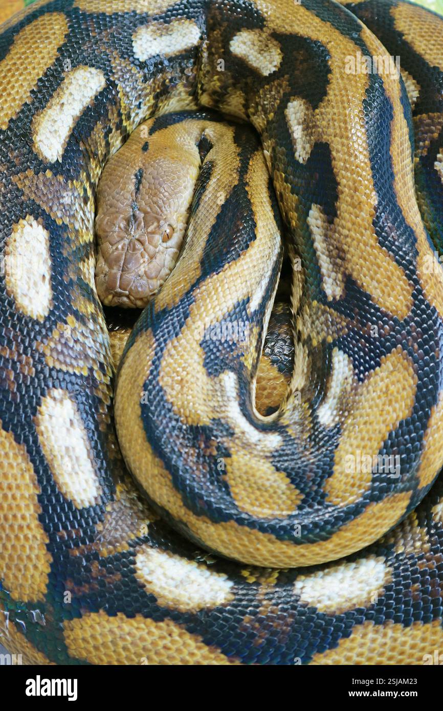 Die Nahaufnahme von Ball Python (Python Regius) neigt dazu, sich bei Stress oder Angst in eine Ballform zu Rollen Stockfoto