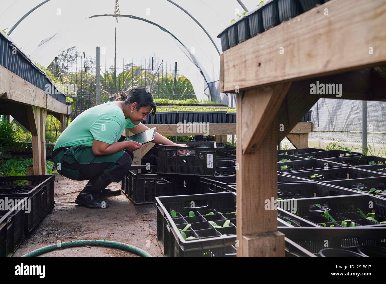 Frau pflanzt Setzlinge im Gewächshaus Stockfoto