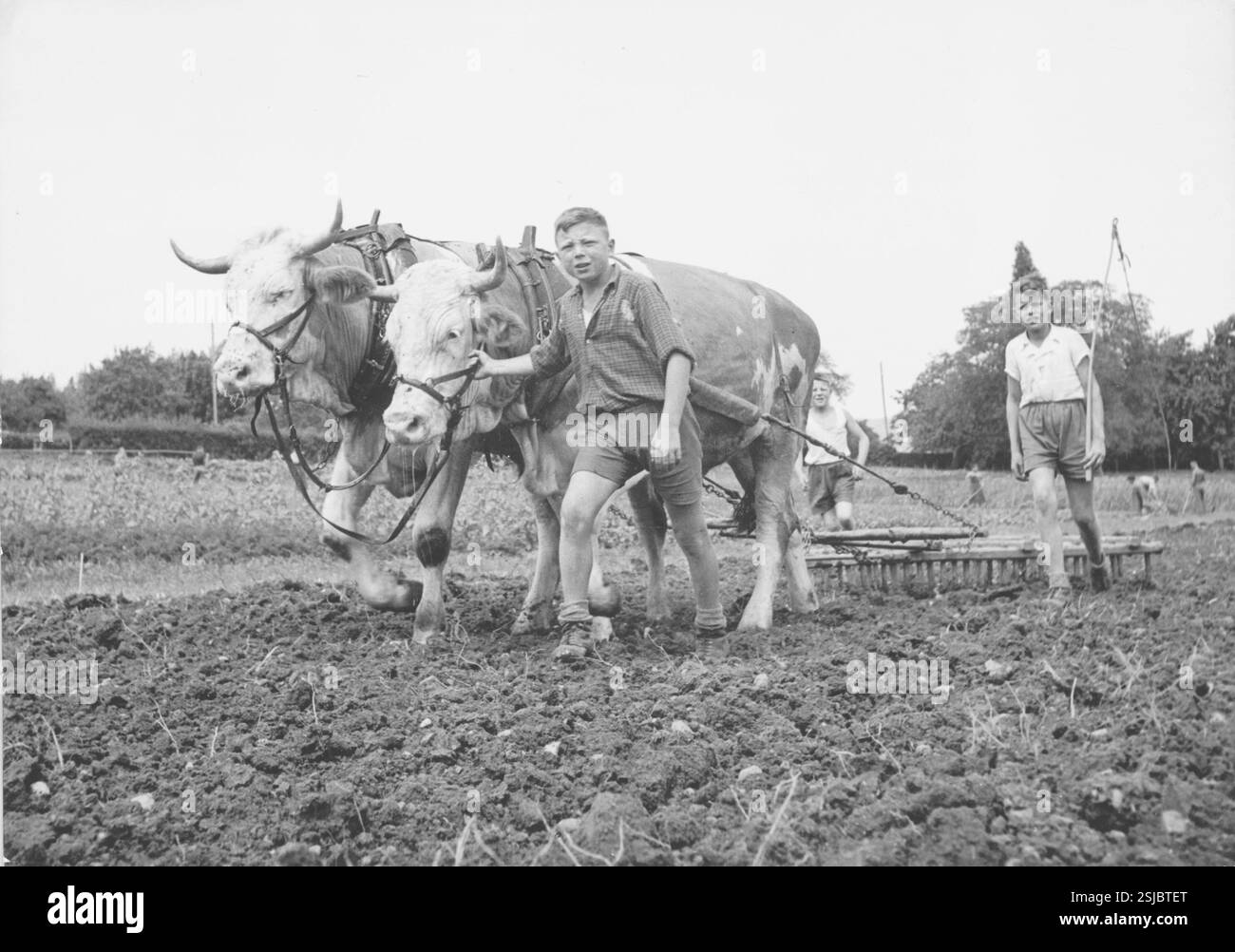 --- Bauern beim Pflügen - RDB VON DUKAS Stockfoto