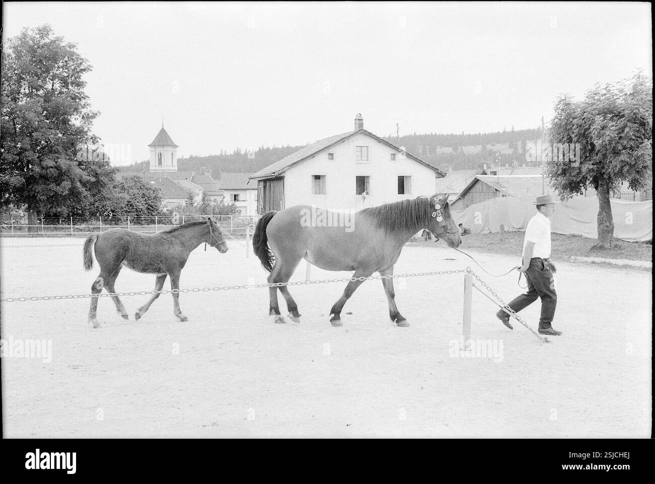 --- 62. Marché-Concours Saignelégier, Stute und Fohlen, 1965#62nd Marché-Concours Saignelégier, Stute und Fohlen, 1965- RDB VON DUKAS Stockfoto