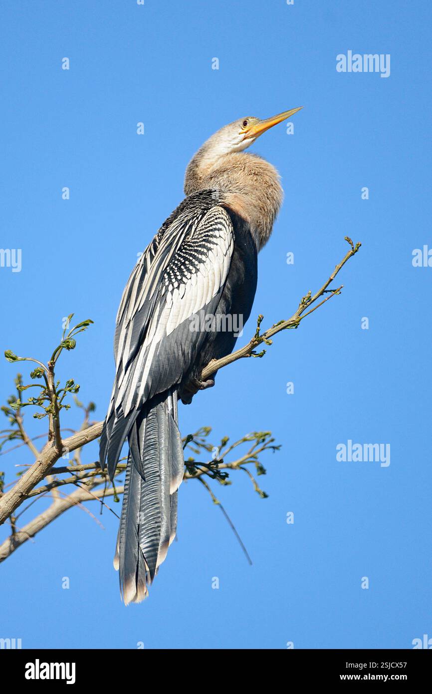 Amerikanischer Darter (Anhinga anhinga) aus Pantanal, Brasilien. Stockfoto