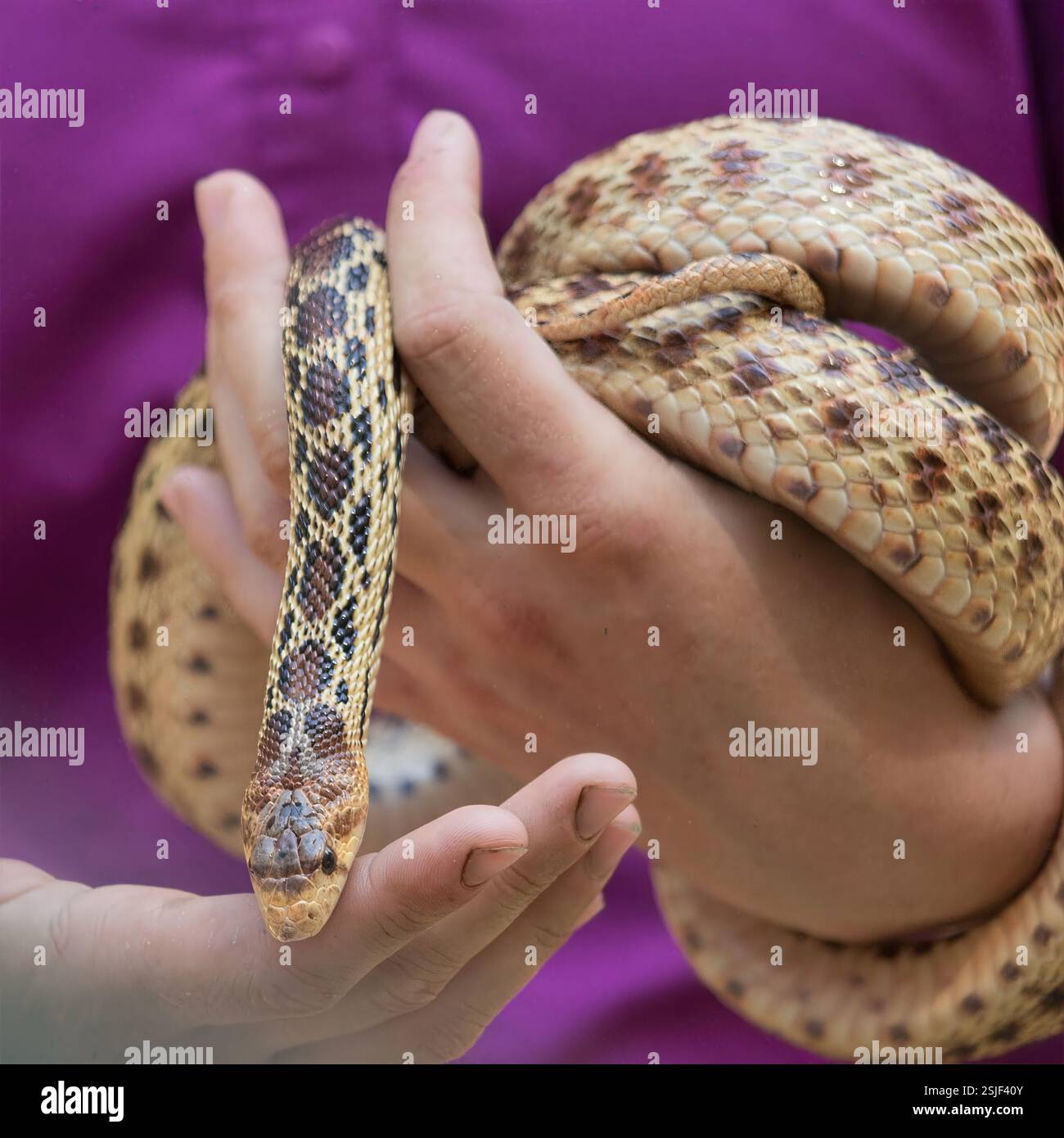 Nahaufnahme einer nichtgiftigen Schlange, die während einer Demonstration zur Tierbeobachtung behandelt wird, Focus on Patterned Skin, Kalifornien, USA, August 2024 Stockfoto