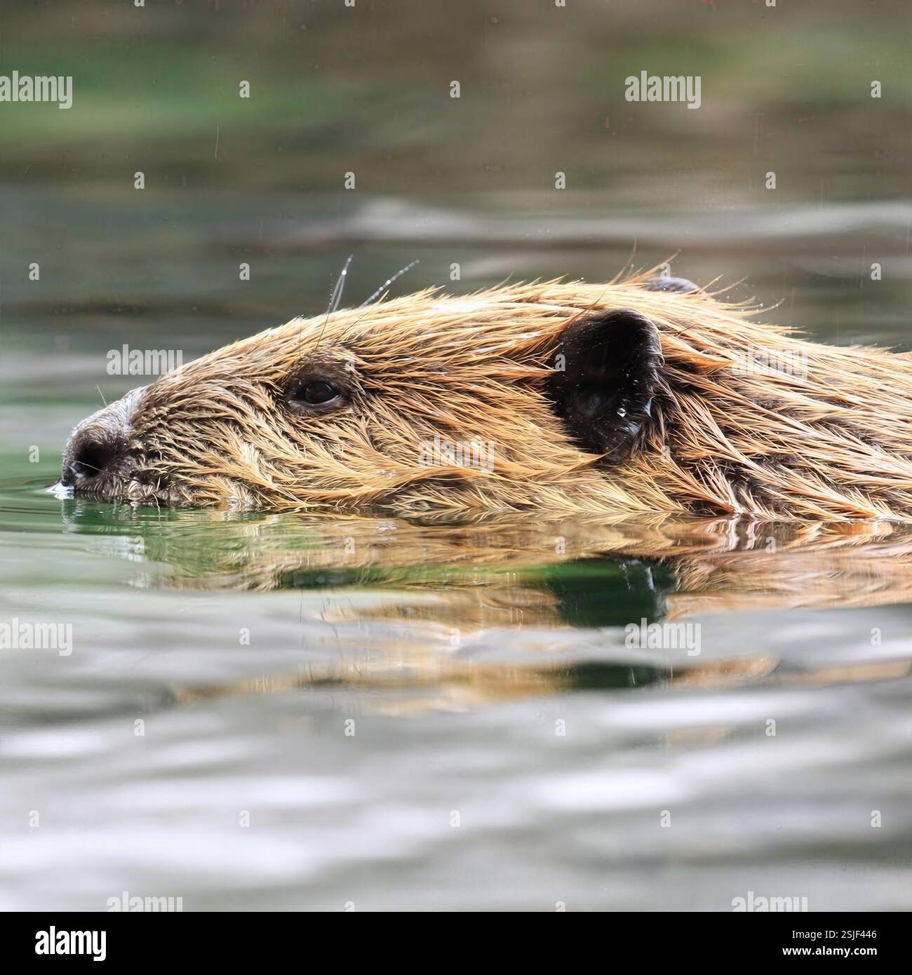 Beaver schwimmt durch eine ruhige Süßwasserumgebung mit nassem Fell über der Oberfläche und zeigt die Tierwelt im Wasser, Kalifornien, USA, August 2024 Stockfoto