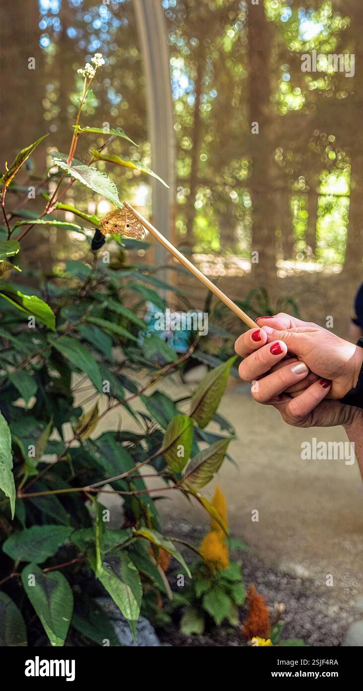 Schmetterling, der auf einem Stock sitzt, der von einem Besucher gehalten wird, in einem Naturschutzgebiet mit natürlicher Vegetation und strahlendem Licht, Kalifornien, USA, August 2024 Stockfoto
