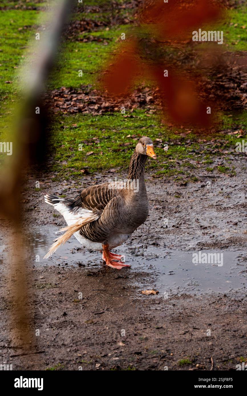 Anmutige Gans auf einer schlammigen Weide mit Herbstlaub Stockfoto