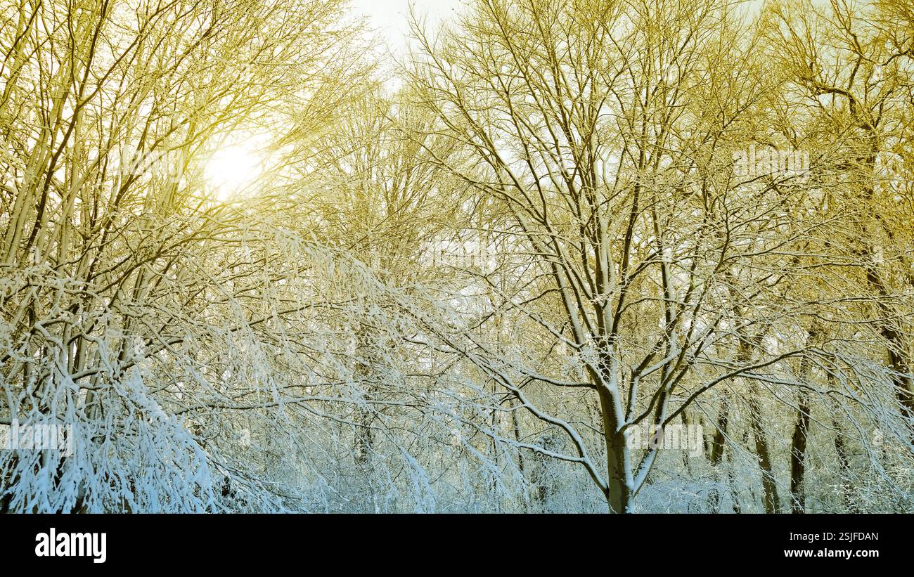 Winterlandschaft mit Sonnenschein durch die Äste Stockfoto