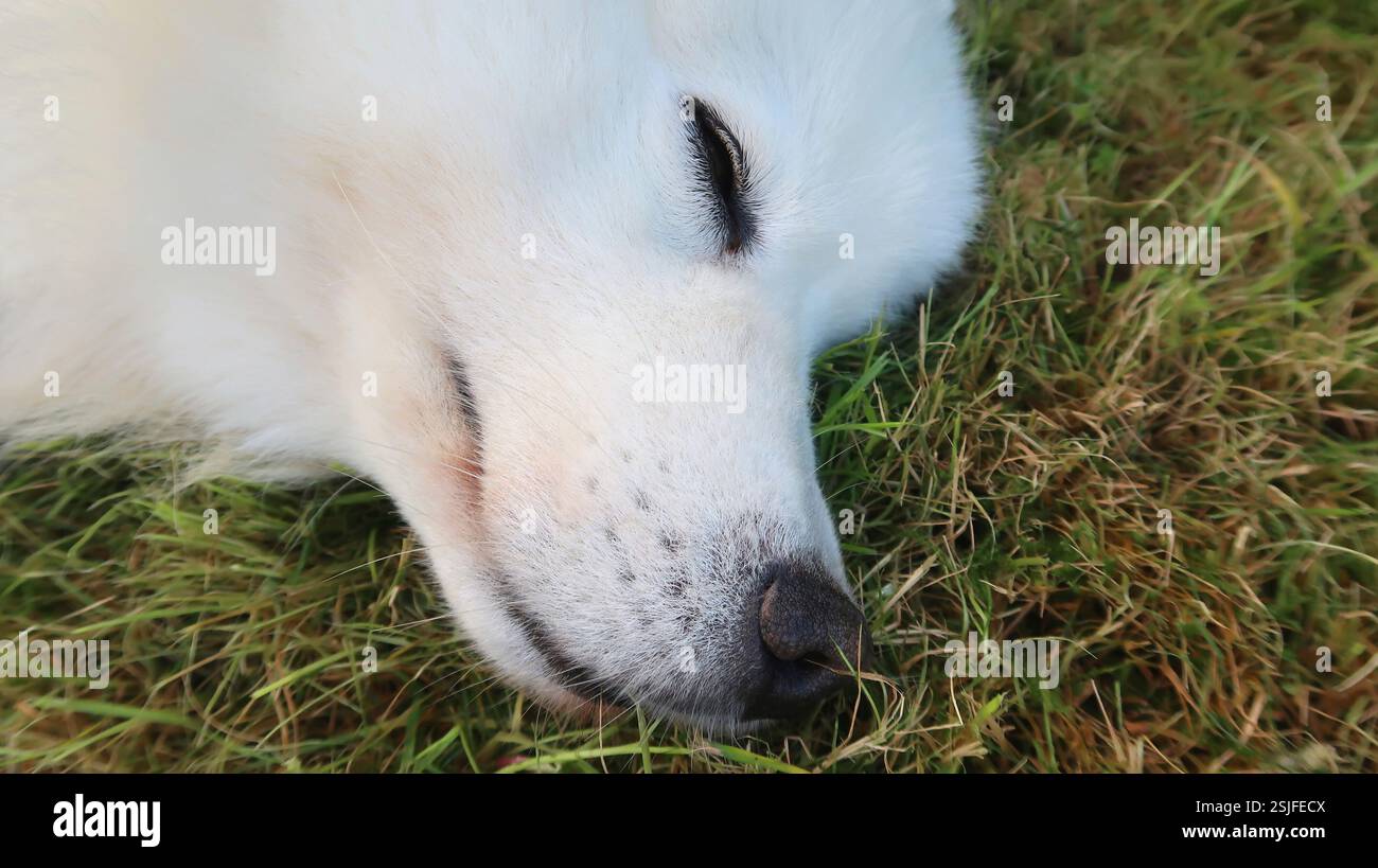 Schlafender Samoyed-Hund auf dem grünen Rasen Stockfoto
