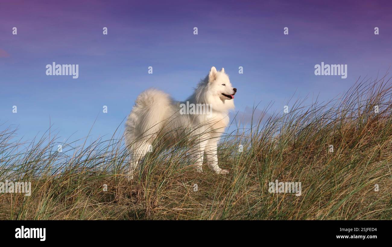 Samoyed Hund an der Küste Stockfoto
