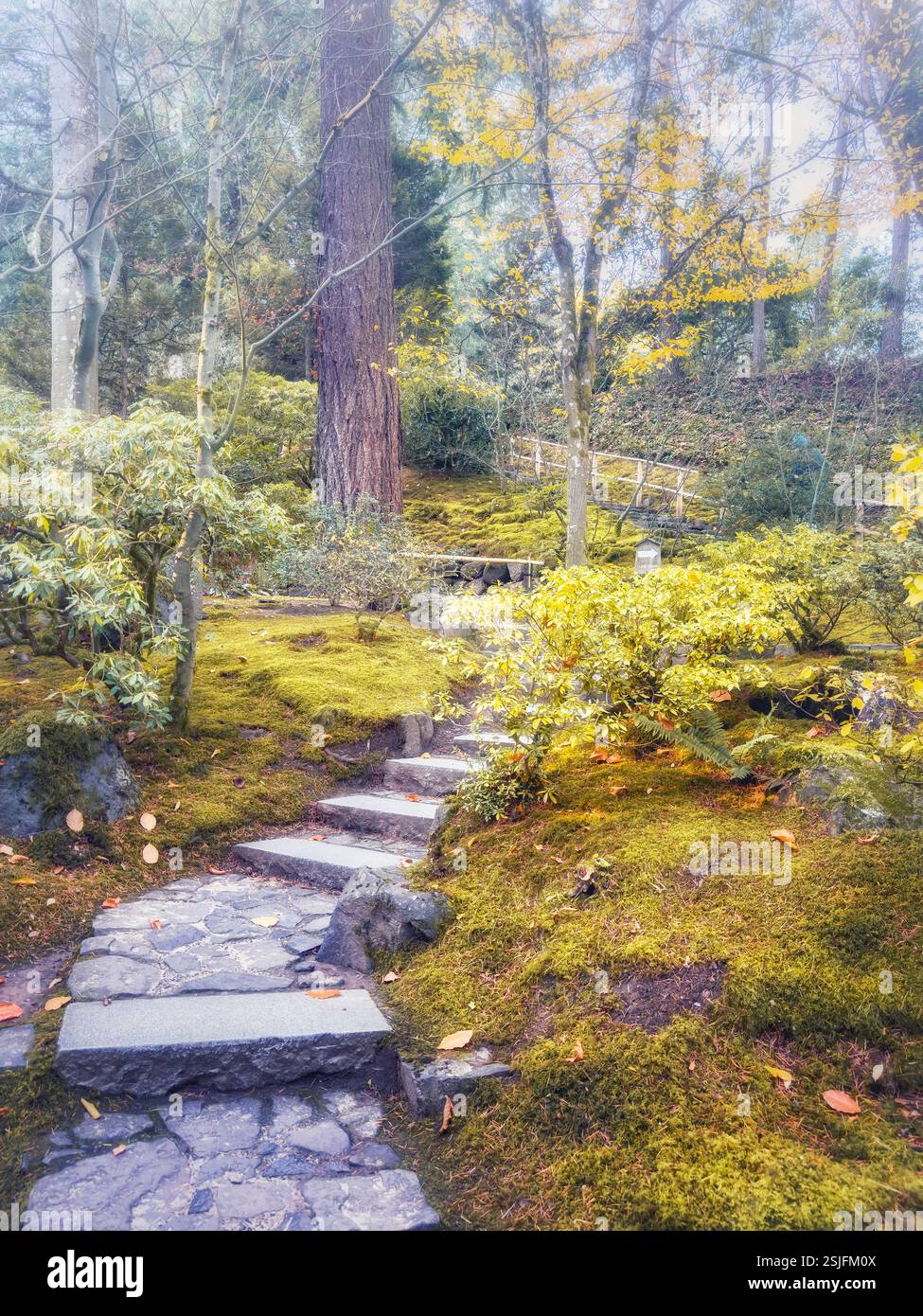 Ein gewundener Steinpfad führt hinauf durch einen üppigen Wald, der mit einer dicken Moosschicht bedeckt ist, wodurch die Szene einen sanften, gedämpften grünen Farbton erhält. Stockfoto