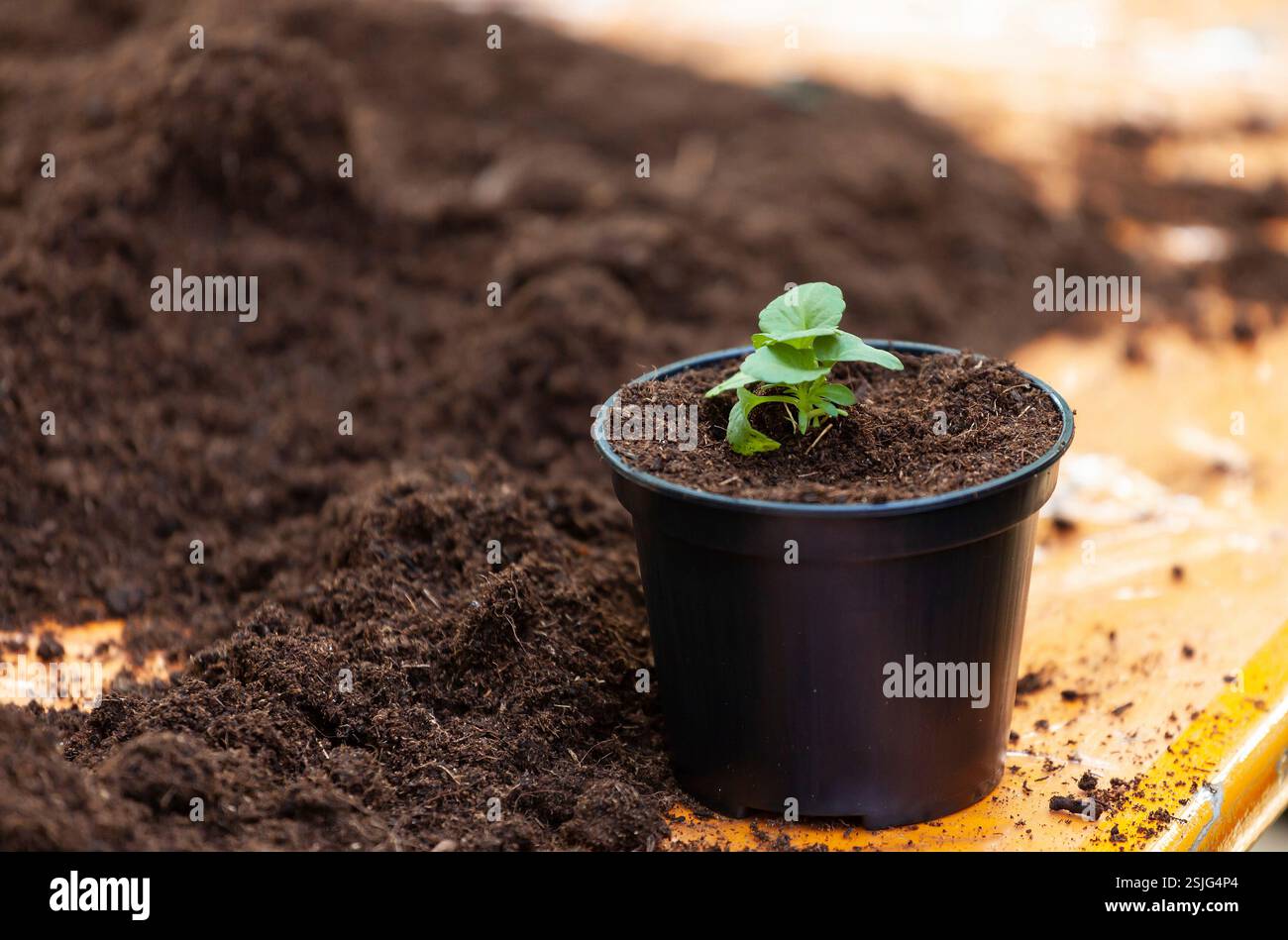 Junge frische Sämling steht in Kunststoffbehälter. Pflanzen für pädagogische Zwecke in thematischen Labors verwendet. Stockfoto
