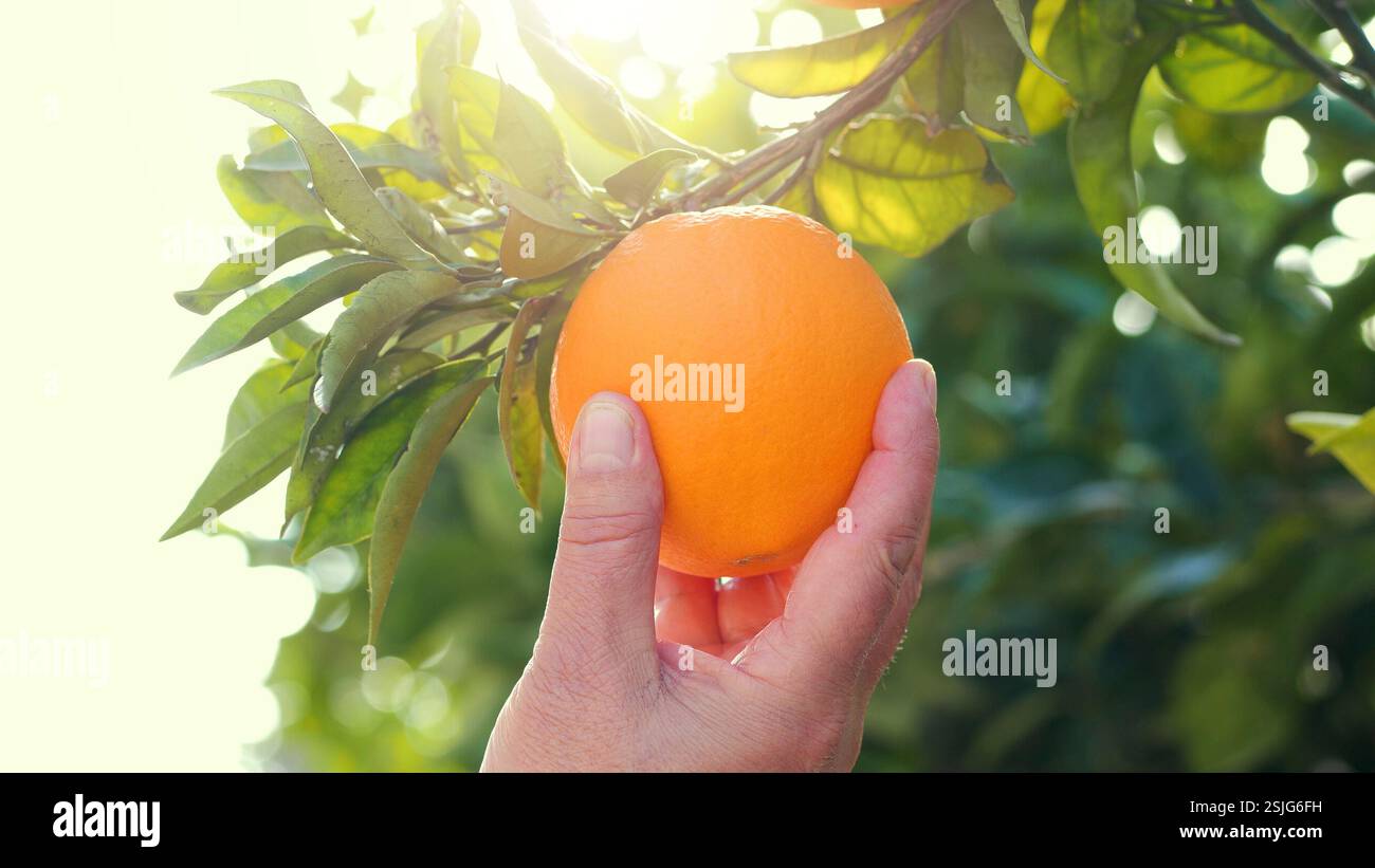 Die Hand eines Mannes überprüft die Reife der Orangen in einem Orangenhain. Stockfoto