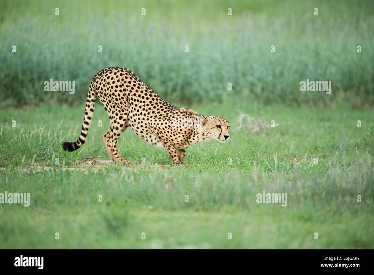 Afrika, Geparden (Acinonyx jubatus), Kgalagadi Transfrontier Park, Südafrika, gefährdete Arten - IUCN Redlist Stockfoto