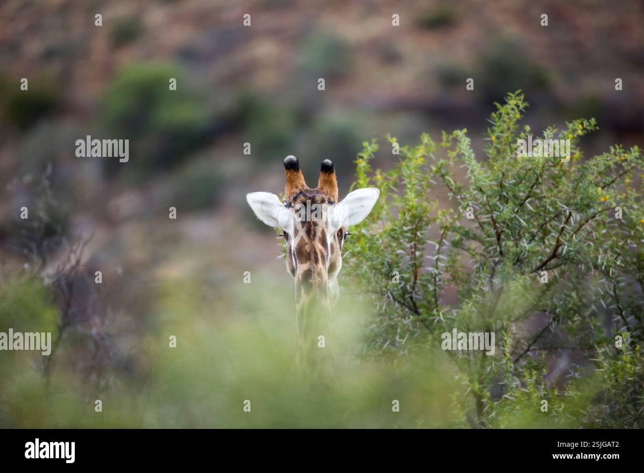 Afrika, Giraffe (Giraffa camelopardalis), große Karoo, Südafrika, gefährdete Arten - IUCN Redlist, Westkap-Provinz Stockfoto
