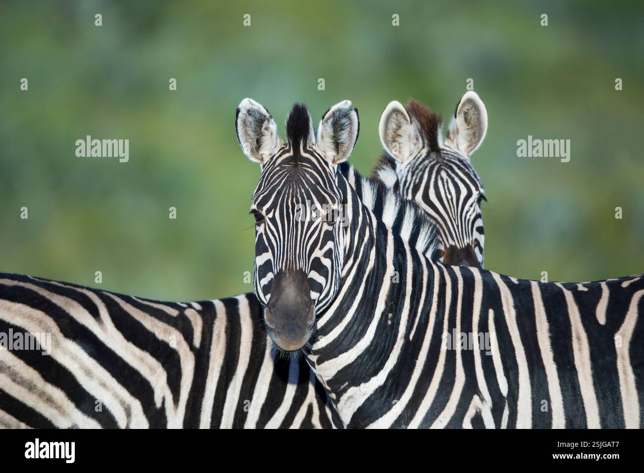 Addo Elephant National Park, Afrika, Eastern Cape Province, Nationalpark, nahe bedrohte Arten - IUCN Redlist, Südafrika, Zebras (Equus burchellii) Stockfoto
