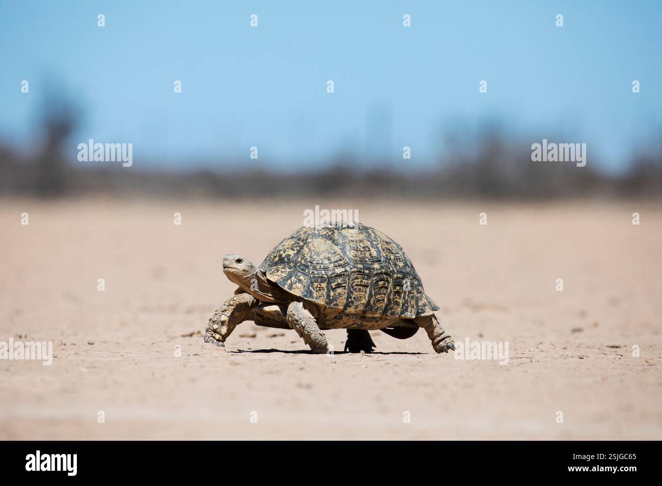 Aberdeen Plains, Afrika, Agama Lizard, Eastern Cape Province, Leopard Schildkröte (Stigmochelys pardalis), Südafrika, Schildkröte Stockfoto