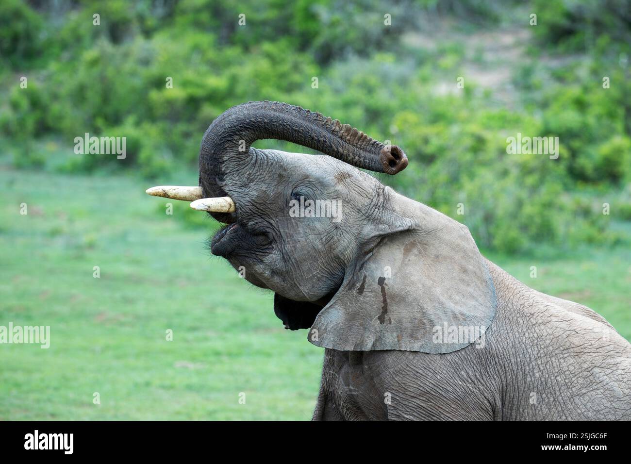 Addo Elephant National Park, Afrika, Eastern Cape Province, Elefant (Loxodonta africana), gefährdete Arten - IUCN Redlist, Südafrika Stockfoto