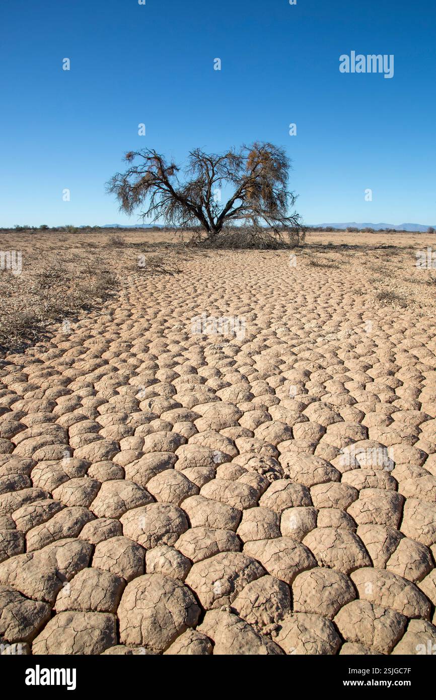 Aberdeen Plains, Afrika, Eastern Cape Province, Schlammrisse, Südafrika, Baumstruktur Stockfoto