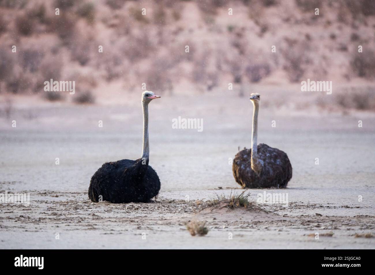 Afrika, Kgalagadi Transfrontier Park, Provinz Nordkap, Strauß (Struthio camelus), Südafrika, zwei Tiere Stockfoto