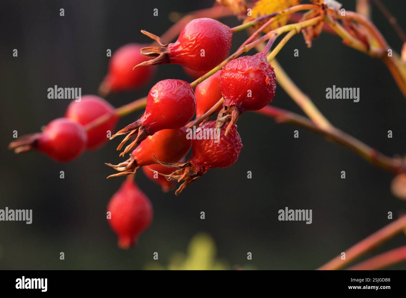 Hagebutten im Spätsommer. Yaak Valley, Nordwesten von Montana. Stockfoto