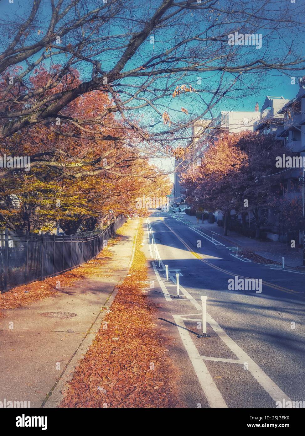 Eine Straße in Seattle, Washington, gesäumt von Bäumen in leuchtenden Herbstfarben, deren Blätter auf dem Bürgersteig verstreut sind. Stockfoto