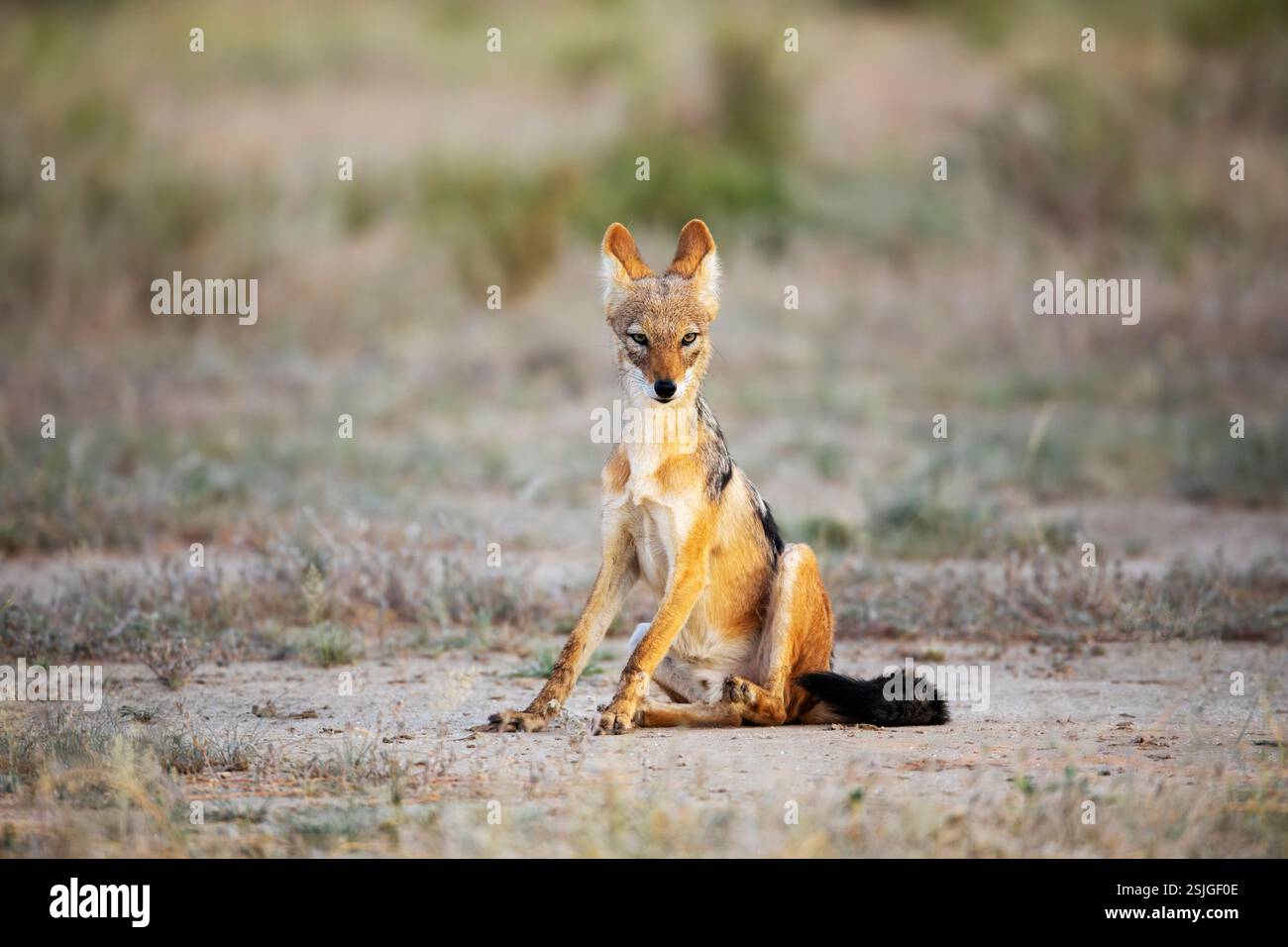 Blackback Jackal runzelnd, Kgalagadi Transfrontier Park, Südafrika Stockfoto