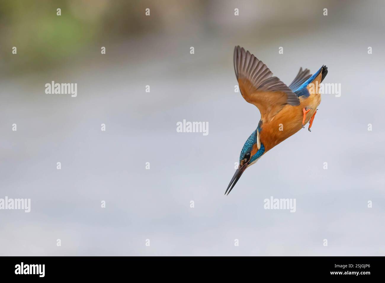 Kingfisher taucht in einen Kreidefluss in hertfordshire Stockfoto Kingfisher taucht in einen Kreidefluss in hertfordshire Stockfoto