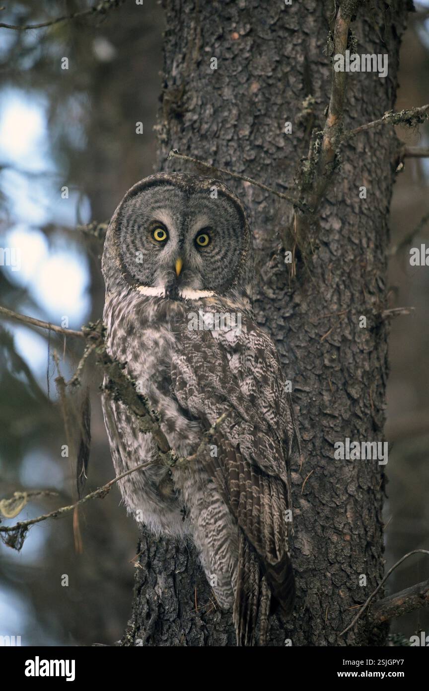 Graueiz (Strix nebulosa) in einer Lodepolkiefer im Spätherbst. Yaak Valley, Nordwesten von Montana. Stockfoto