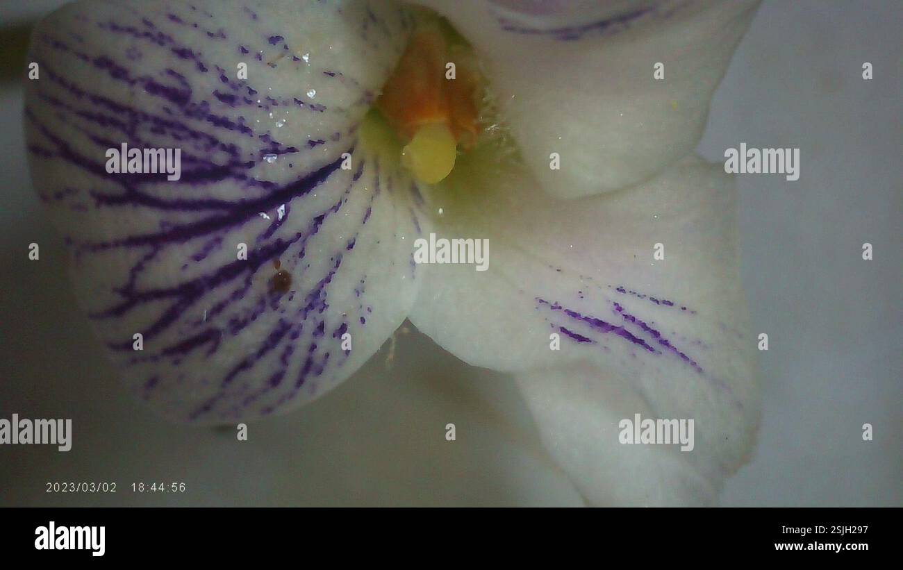 (Viola arcuata), Plantae, Conrad ln, Polkton, NC, WIR, ich habe versucht, das zu drücken, und es funktionierte nicht für mich, obwohl die kleinen weißen, blühenden Blüten und breiten Blätter einfach hätten sein sollen, oder? Ich konnte die Stipula nicht mit anderen Pflanzeneigenschaften kombinieren. Die nächste war Viola striata, aber die Blätter scheinen auch nicht zu passen. Wildwuchs auf einem Hof, in einem seebedeckten Gebiet, das das ganze Jahr über nass bleibt, wodurch der Mensch Kies hinzufügt. Stockfoto