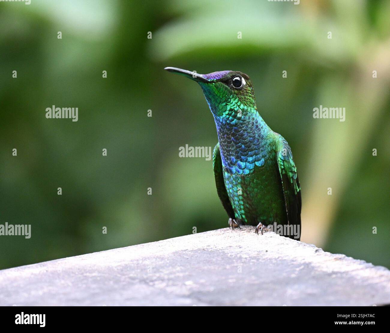 Brilliant mit violetter Fassade (Heliodoxa leadbeateri), Aves, La Brisa Kolibri Feeders, Quijos, Ecuador Stockfoto