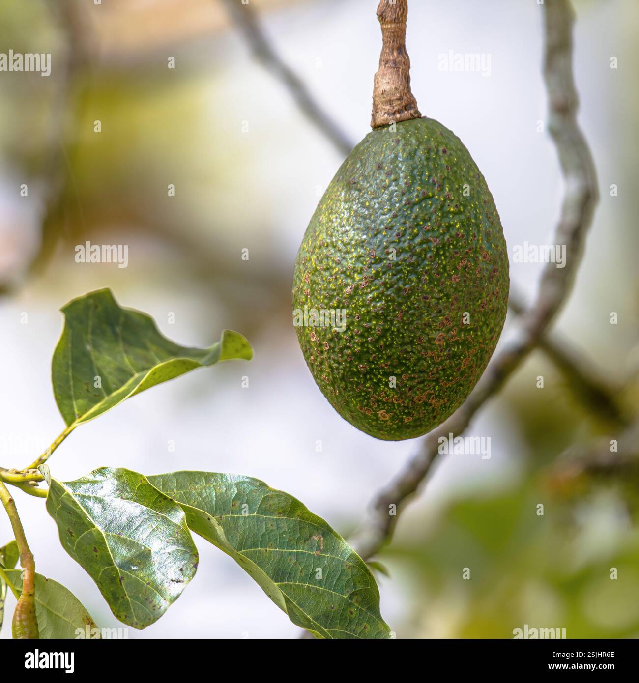 Avocadofrucht (Persea americana), die auf Bäumen wächst. Sie ist in Amerika beheimatet und wurde vor mehr als 5.000 Jahren erstmals in Mesoamerika domestiziert. It Stockfoto