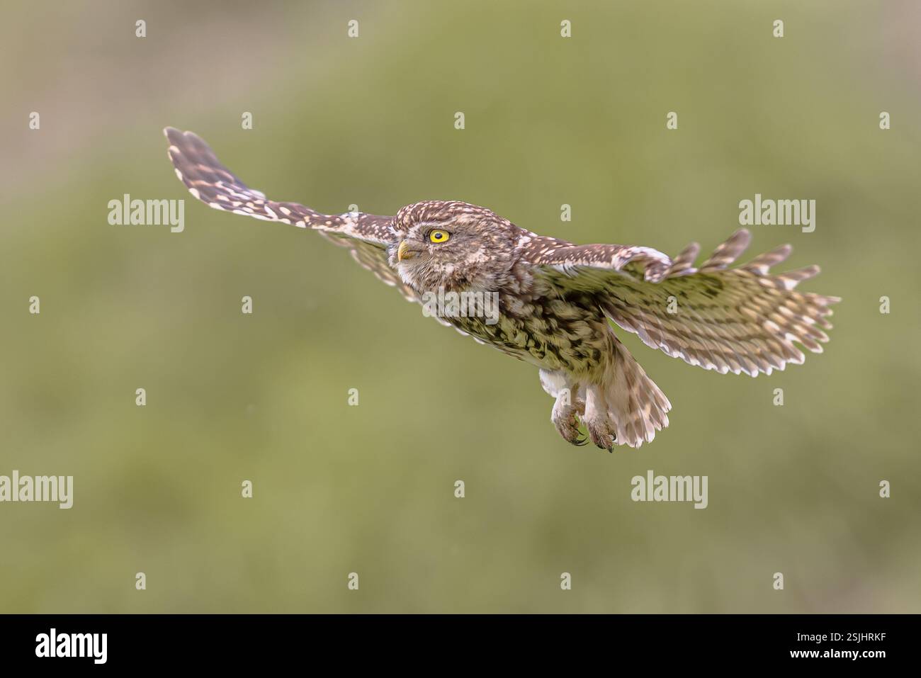 Der nachtaktive Greifvogel (Athene noctua) fliegt bei Sonnenaufgang auf der Jagd nach Beute auf der belgischen Landschaft in Flandern. Wildnis-Szene der Natur in Euro Stockfoto
