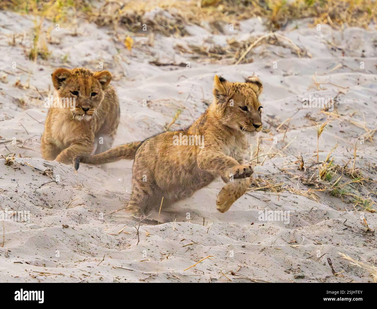 Afrikanische Löwen (Panthera leo) spielen Stockfoto