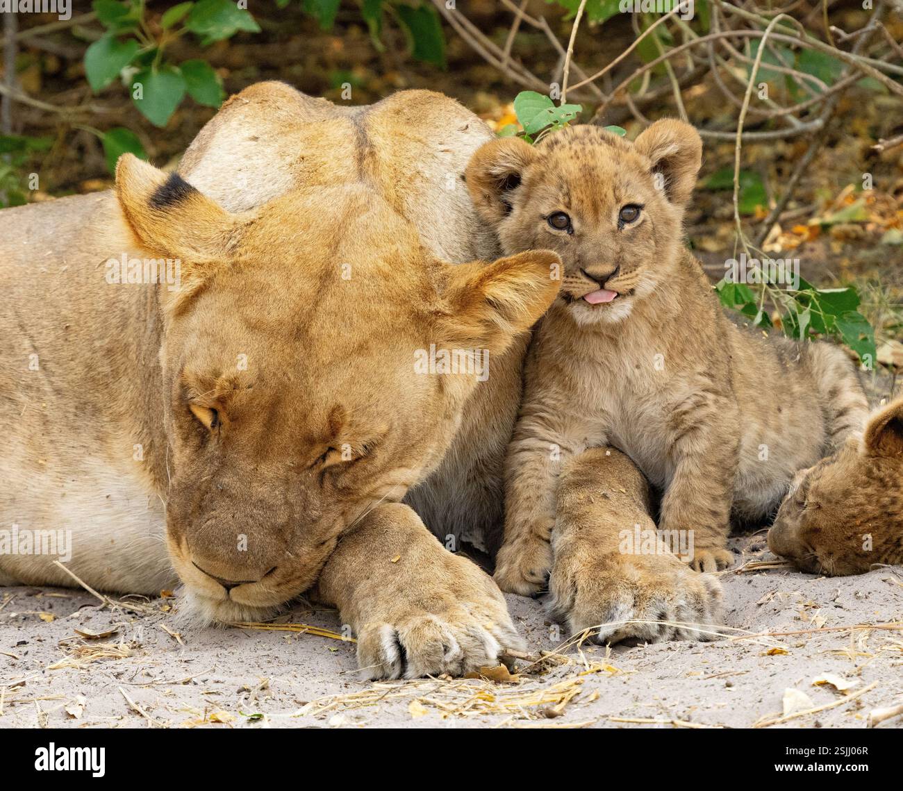 Afrikanisches Löwenbaby (Panthera leo) kuschelt sich an die Mutter Stockfoto
