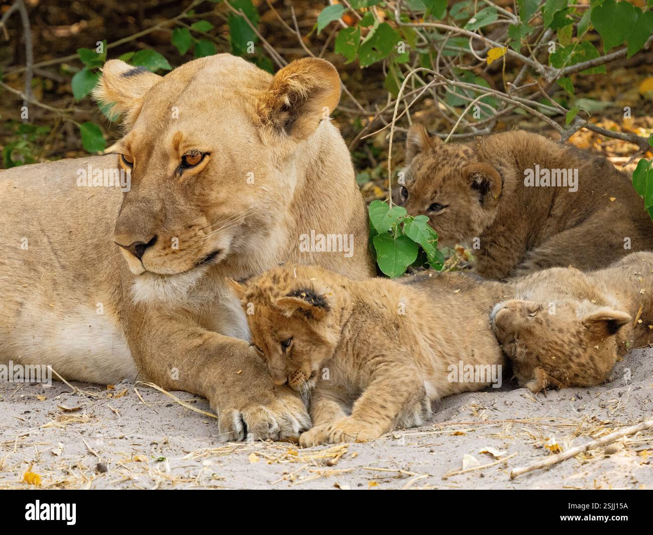 Afrikanisches Löwenbaby (Panthera leo) kuschelt sich an die Mutter Stockfoto