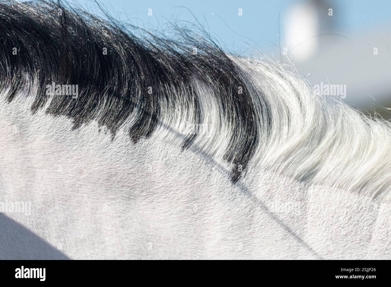 Zweifarbige schwarze und weiße Pferdemähne für Erwachsene Stockfoto
