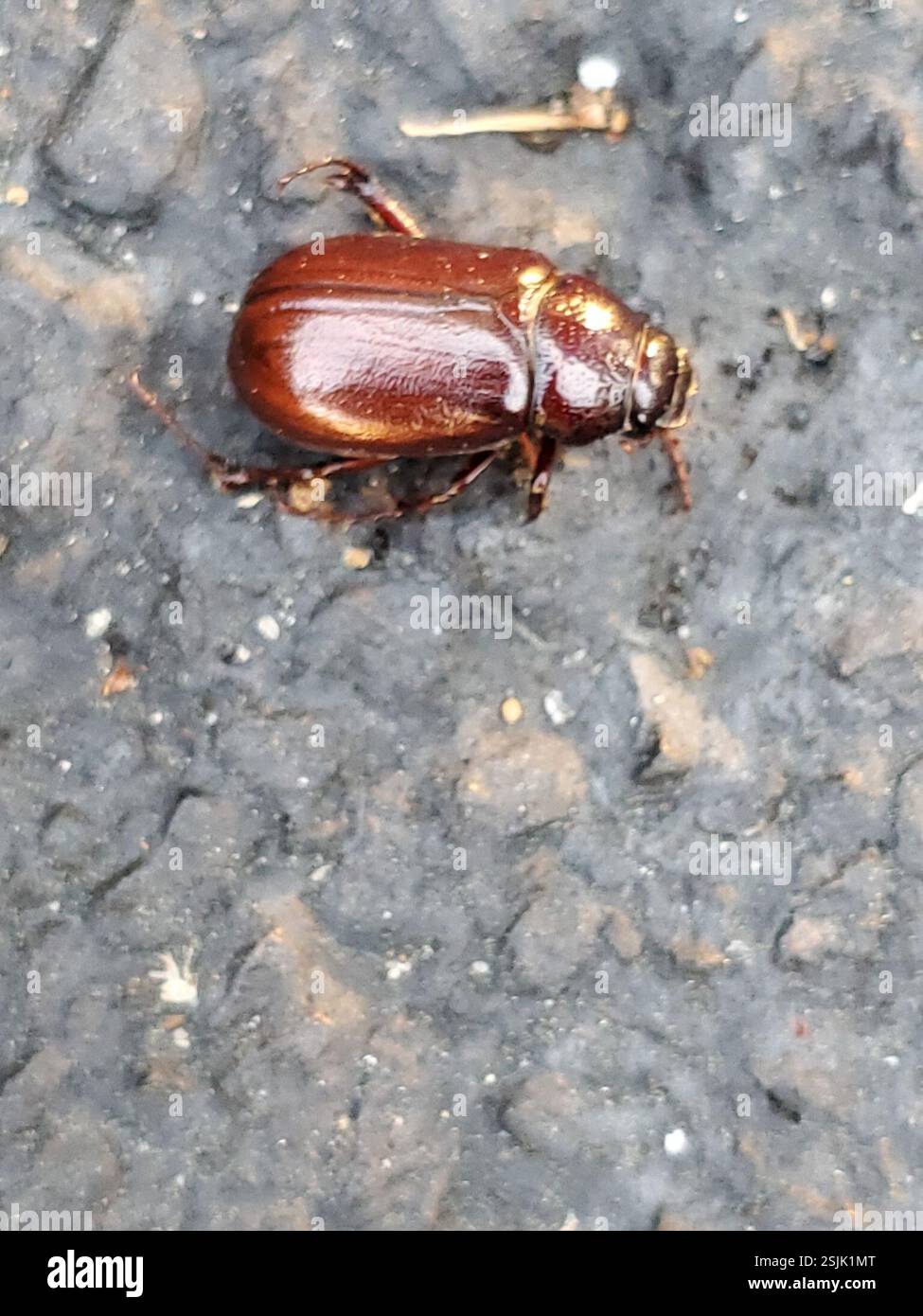 June Käfer (Melolonthinae), Insecta, Alachua County, FL, USA Stockfoto