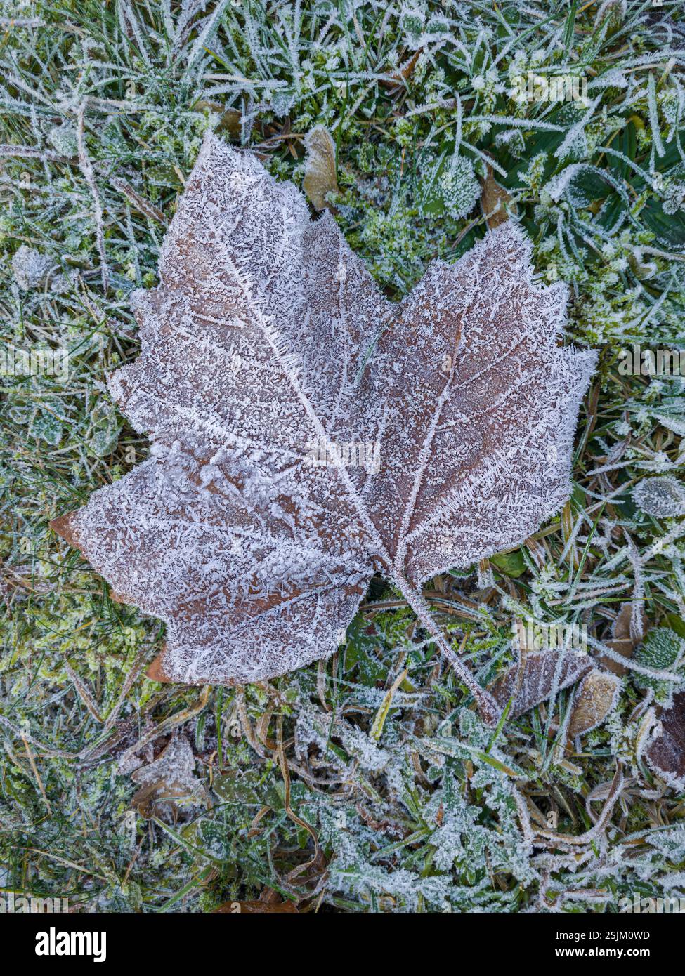 Ahornblatt mit Raureif auf einer gefrorenen Wiese im Winter Stockfoto