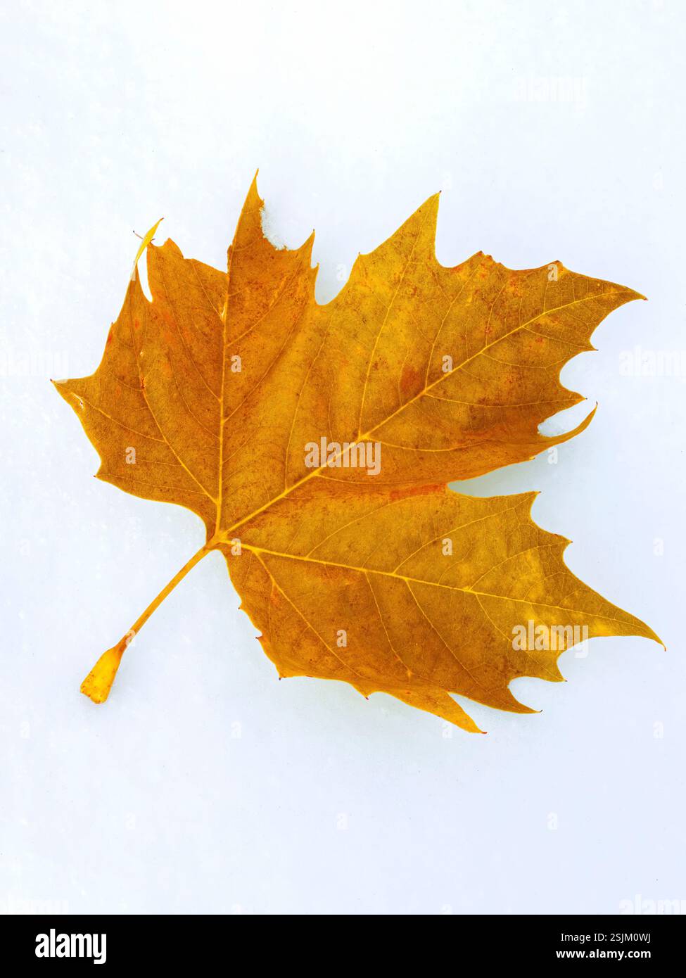 Braunes herbstliches Ahornblatt im Schnee, Winter Stockfoto