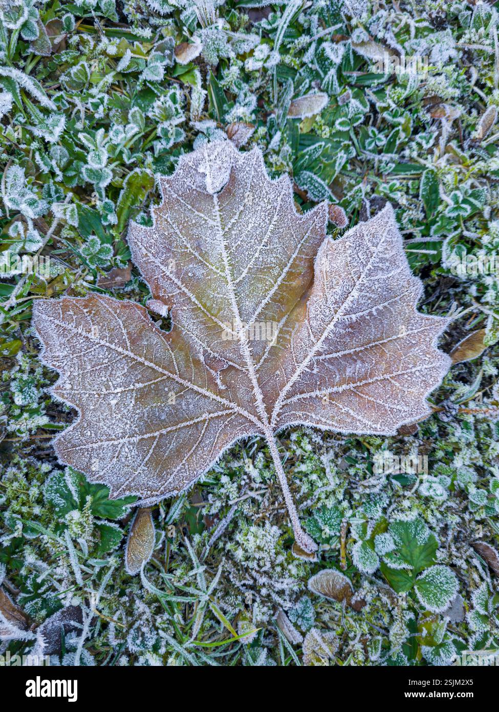 Ahornblatt mit Raureif auf einer gefrorenen Wiese im Winter Stockfoto