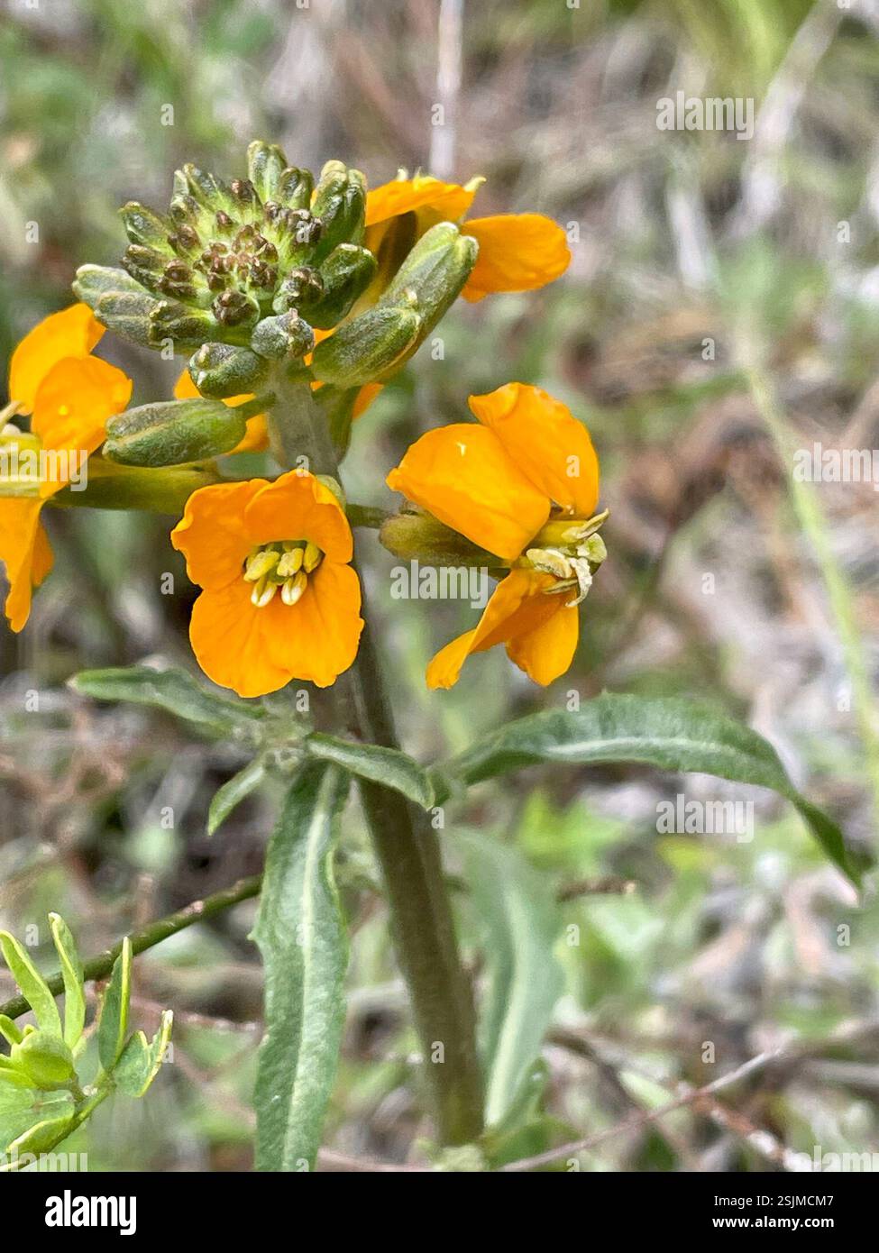 Westliche Wallflower (Erysimum capitatum), Plantae, Hain Wilderness, Paicines, CA, US, Westwallflower (Erysimum capitatum) endemisch in Kalifornien. Es ist eine einheimische, ausdauernde Pflanze aus der Familie der Senfgewächse (Brassicaceae), die auf trockenen, felsigen Hängen und Hängen außerhalb der Küste bis zu 120 cm (47 Zoll) groß wird. Auch Bekannt Als Douglas' Wallflower. Die Blätter sind lang und schlank. Die Blüten sind geblättert, meist orange, manchmal gelb. Peak Bloom: April-Juli. Fruchtschalen (Silique) breiten sich bis zum Aufstieg aus. Calflora listet 4 Unterarten auf. Calflora (mit Artenverteilungskarte in CA) https://www.calflora Stockfoto