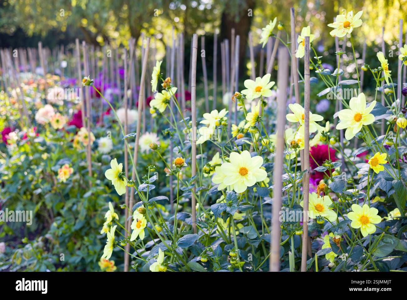 Mehrfarbige Dahlienreihen in Blüten. Dahlia Betten, Valley Gardens, Harrogate, Großbritannien Stockfoto