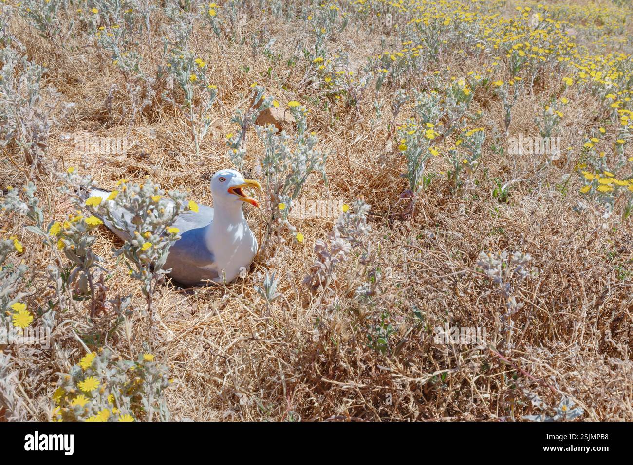 Gelbbeinmöwe (Larus michahellis), Berlenga Grande Island, Portugal Stockfoto