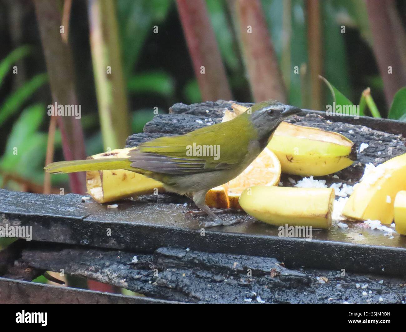 Buff-throated Salator (Saltator maximus), Aves, Anton's Valley, Cocle, PA, Birds of Colombia, von Steven L. Hilty, März 2021 (ausgezeichnete Farbdarstellungen, Artenverteilungskarten, QR-Codes) die Familie der Thraupidae hat eine neotropische Verteilung und ist die zweitgrößte Vogelfamilie. Sie macht etwa 4 % aller Vogelarten und 12 % der neotropischen Vögel aus. Es handelt sich meist um farbenfrohe, fruchtfressende Vögel. Tanager sind oft hell gefärbt, aber einige Arten sind schwarz-weiß. Männchen sind typischerweise heller gefärbt als Weibchen und Jungtiere. Die meisten Tanager haben kurze, abgerundete W Stockfoto