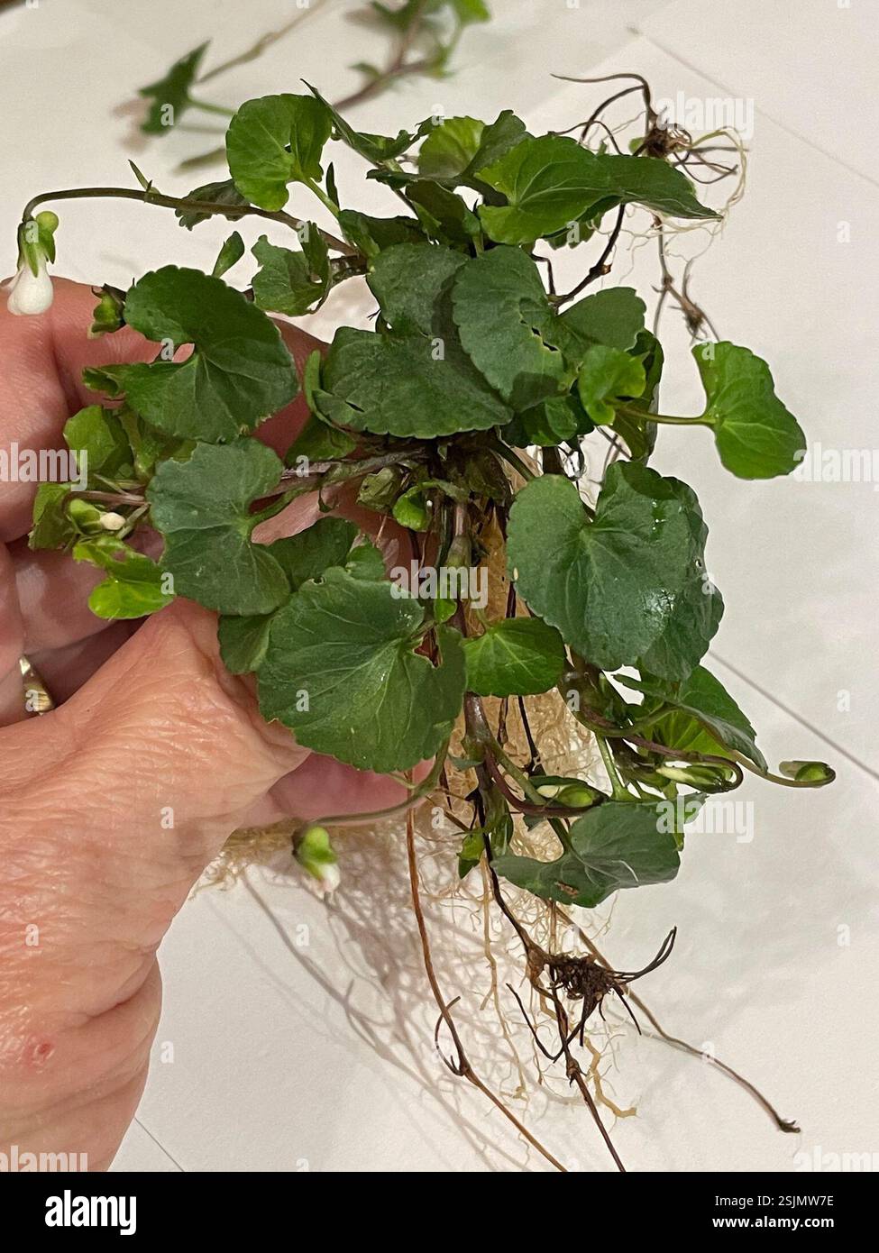 (Viola arcuata), Plantae, Conrad ln, Polkton, NC, WIR, ich habe versucht, das zu drücken, und es funktionierte nicht für mich, obwohl die kleinen weißen, blühenden Blüten und breiten Blätter einfach hätten sein sollen, oder? Ich konnte die Stipula nicht mit anderen Pflanzeneigenschaften kombinieren. Die nächste war Viola striata, aber die Blätter scheinen auch nicht zu passen. Wildwuchs auf einem Hof, in einem seebedeckten Gebiet, das das ganze Jahr über nass bleibt, wodurch der Mensch Kies hinzufügt. Stockfoto