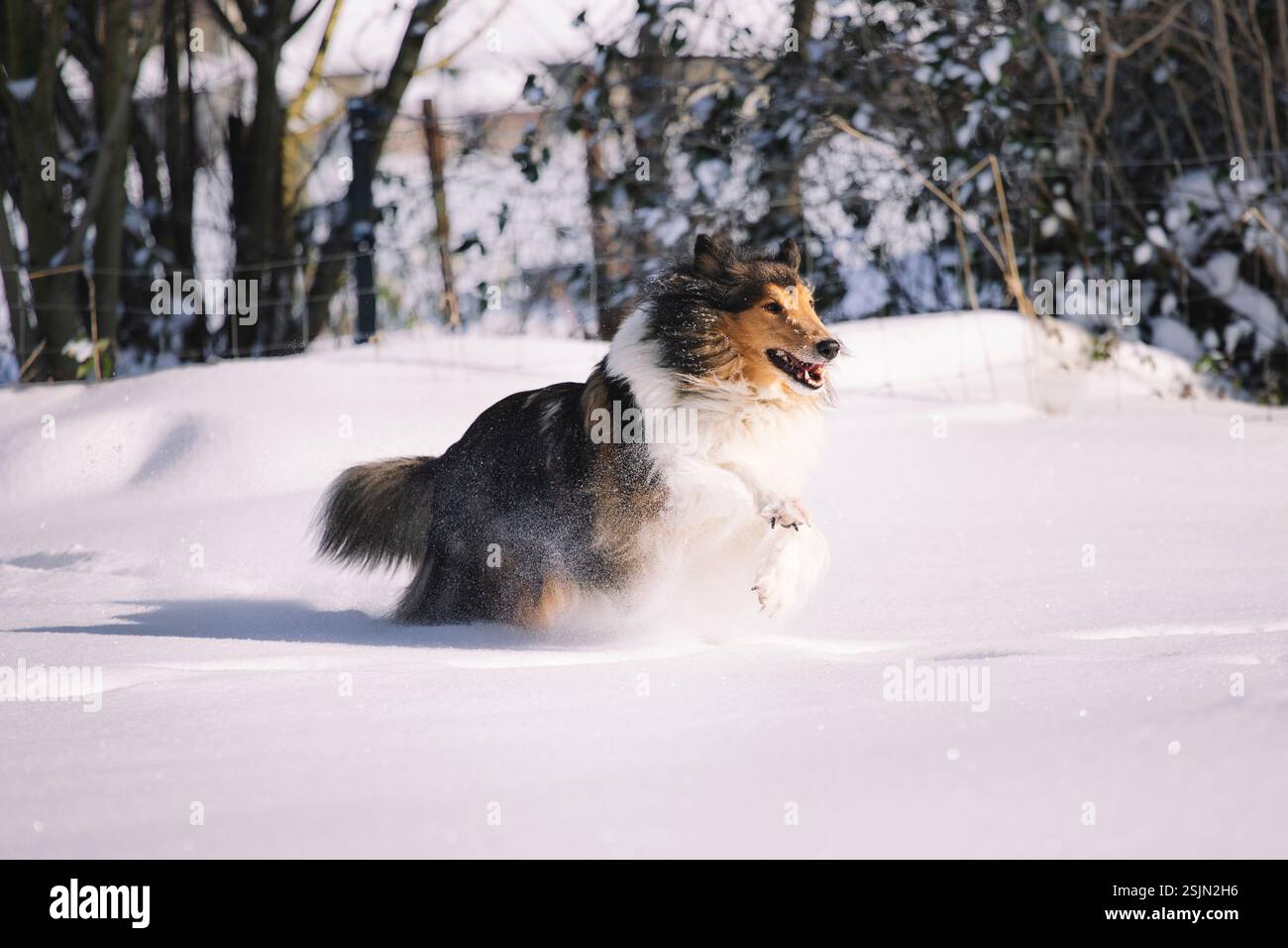 Collie im Schnee Stockfoto