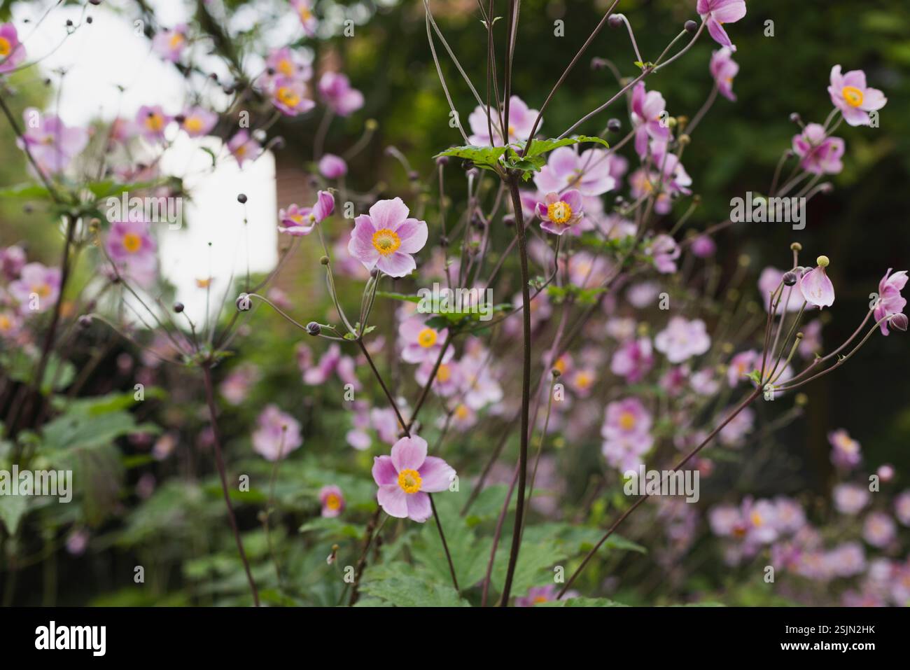 Herbst-Anemon Stockfoto