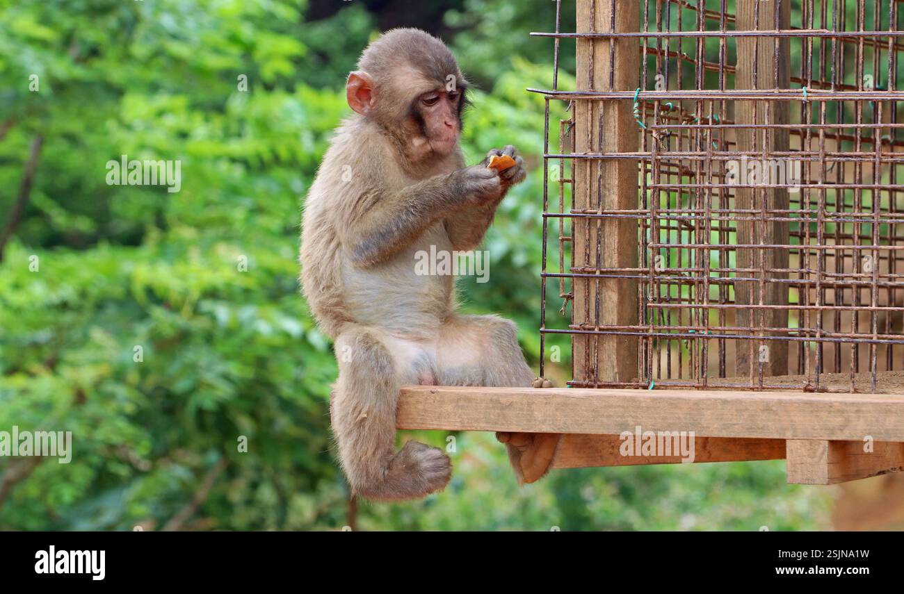Ein grau-brauner japanischer Makaken (Schneeaffe) konzentriert sich auf sein Stück Süßkartoffel im Iwatayama Monkey Park, Arashiyama, Kyoto, Japan. Stockfoto